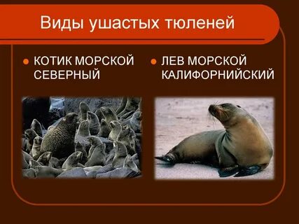Виды тюленей