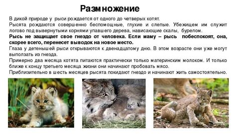 Дикой доклад
