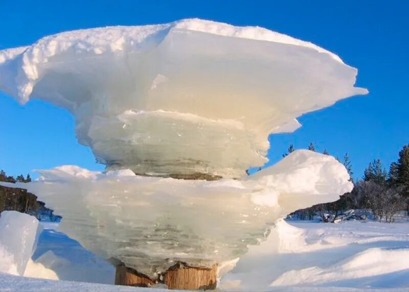 Белое чудо природы. Тургояк ледяные грибы. Ледяной гриб тремелла. Коралловый гриб(ледяной гриб. Белый ледяной гриб.