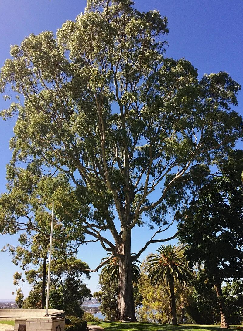 Queen trees