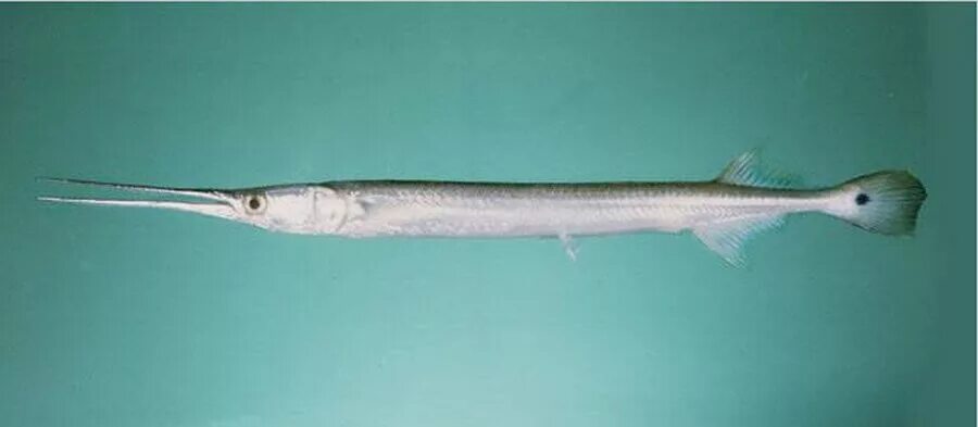 Морская рыба сарган. Энциклопедия пресноводных рыб. Длинная рыба название. Сайра живая. Xenentodon cancila.