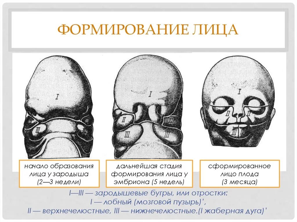 Этапы развития лица у эмбриона. Этапы формирование человека лицо. Эмбриональное формирование лица. Эмбриональное развитие лица.