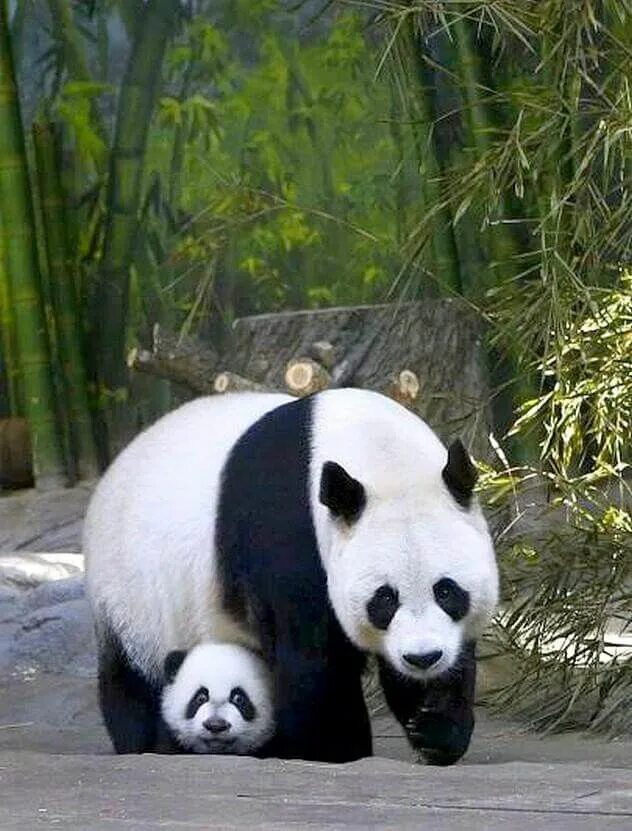 Живая панда цена в россии. Панда с детёнышем. Панда Живая. Декоративная Панда Живая.