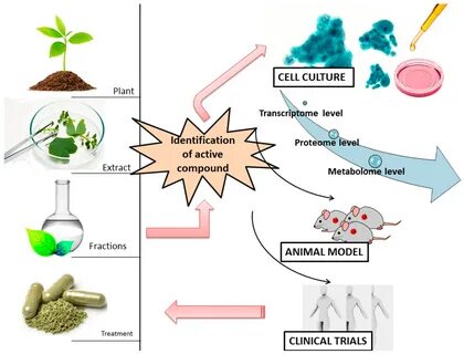 The plant base