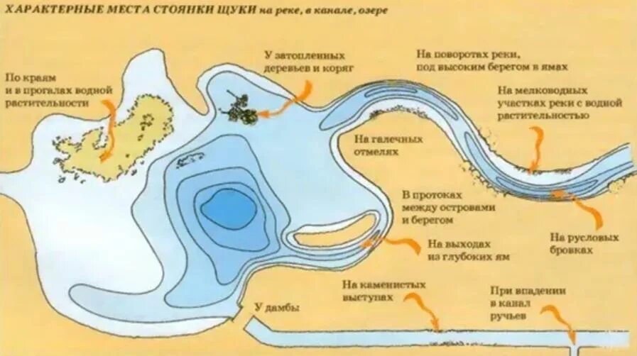 Места лова рыбы. Стоянка щуки на реке. Щука места стоянки. Места стоянки сазана на реке. Места стоянки щуки зимой.