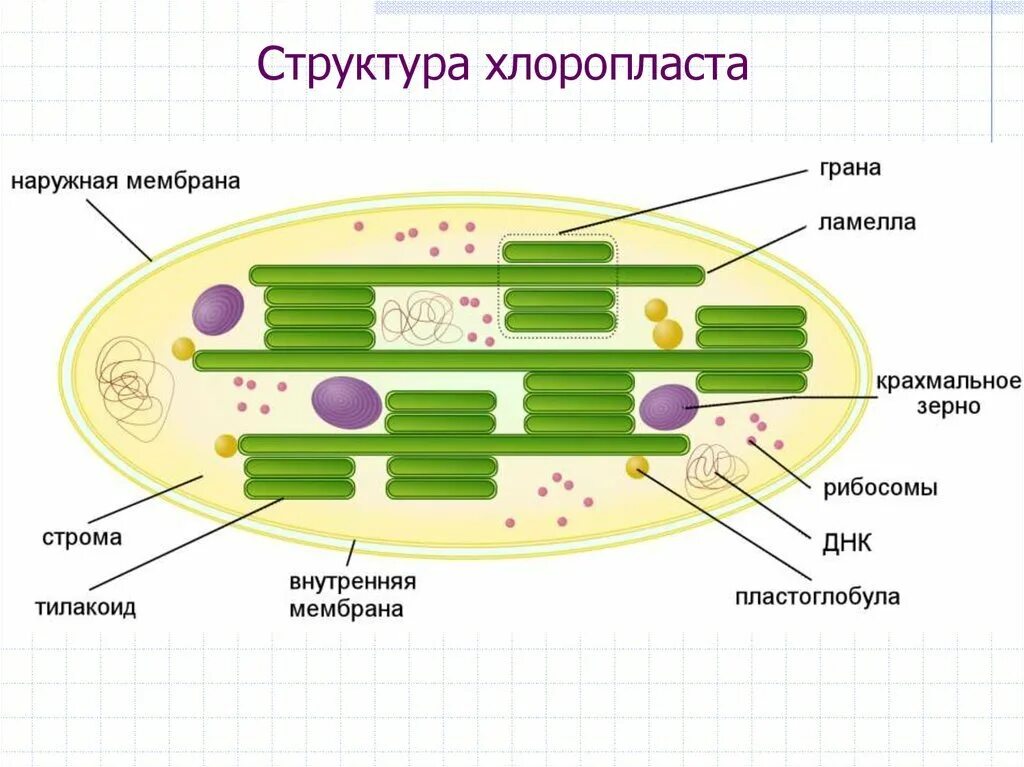 Зерна крахмала в хлоропластах. Строение хлоропласта Ламелла. Строение хлоропласта люмен. Схема внутренние структуры хлоропластов. Строение хлоропласта растительной клетки.