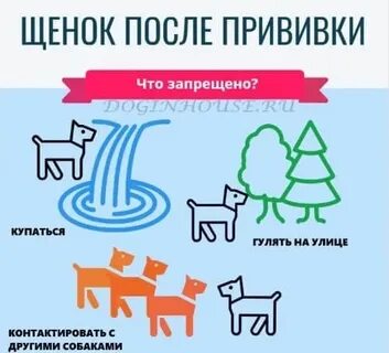 Можно ли гулять с щенком до прививки