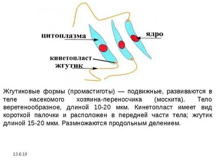 Кинетосома это