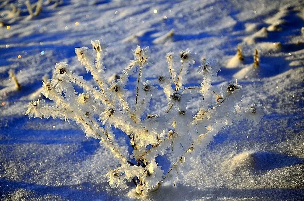 Береза зимой. Осыпается иней. Иней на ветках. Осыпается иней. Осыпается иней.