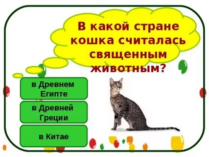 Животные вопросы о них