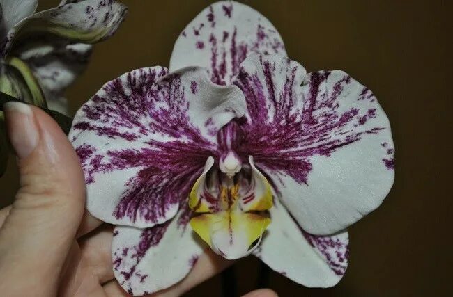 фаленопсис hsin chocolate. орхидея i hsin chocolate. фаленопсис chocolate. орхидея i hsin chocolate. фаленопсис hsin chocolate.