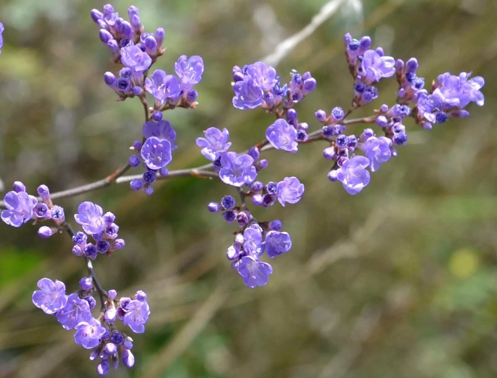 Кермек лимониум. Кермек (limonium). Кермек многолетний широколистный. Кермек цветок. Кермек гмелина (limonium gmelinii.