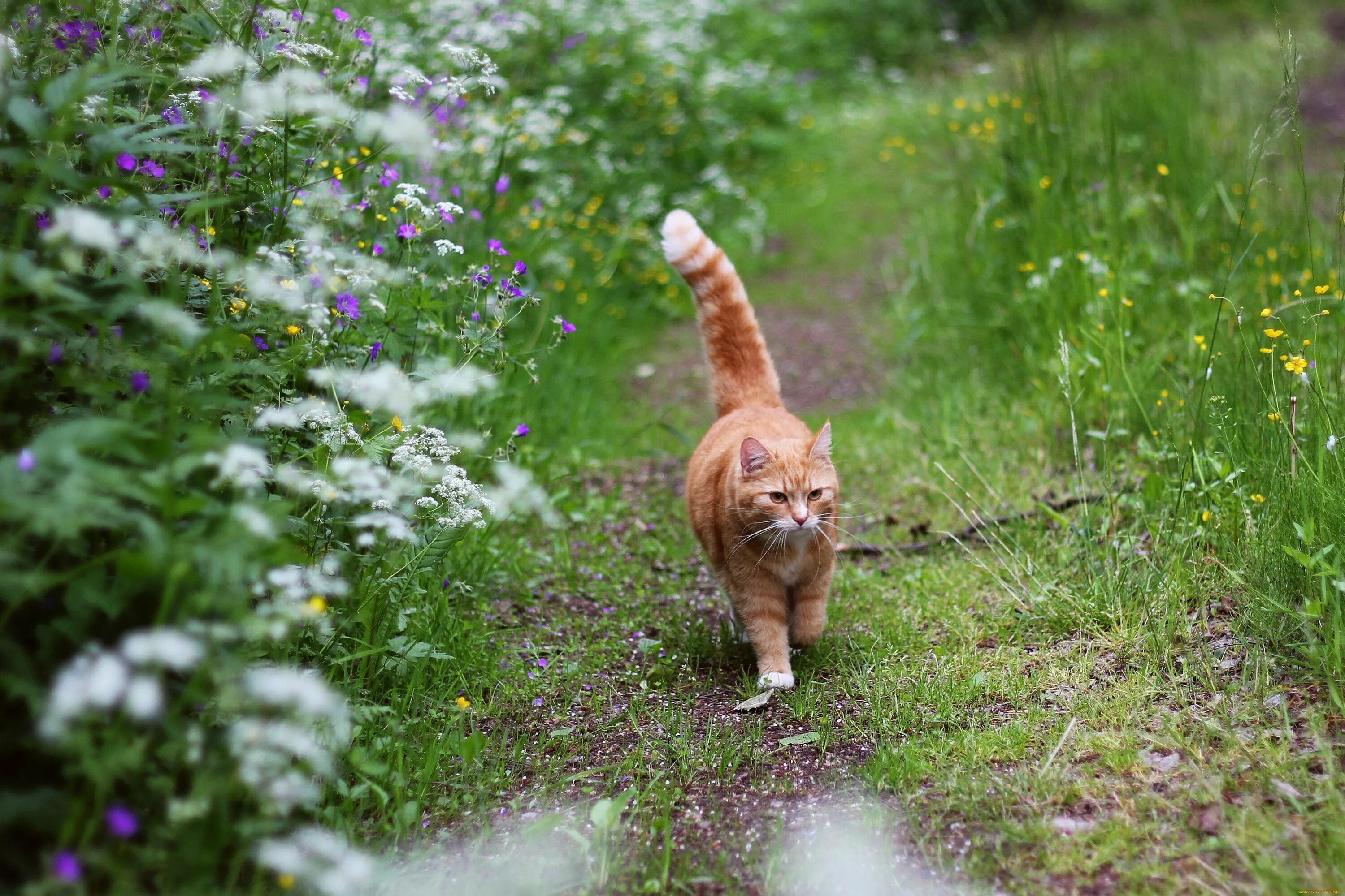 Кот гуляет. Рыжий кот гуляет. Котик на прогулке. Летний котик.