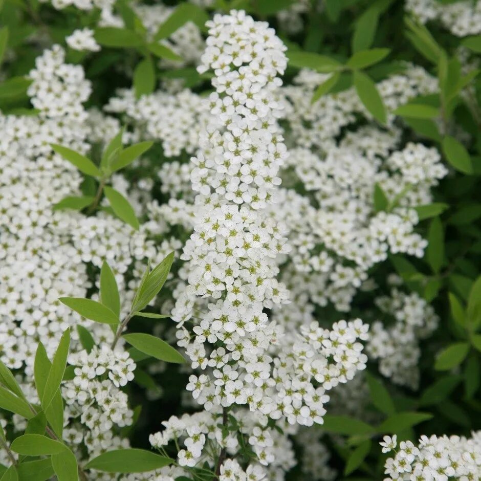 Спирея весной. Спирея аргута (Spiraea arguta). Спирея острозазубренная аргута. Спирея ниппонская. Спирея ниппонская аргута.