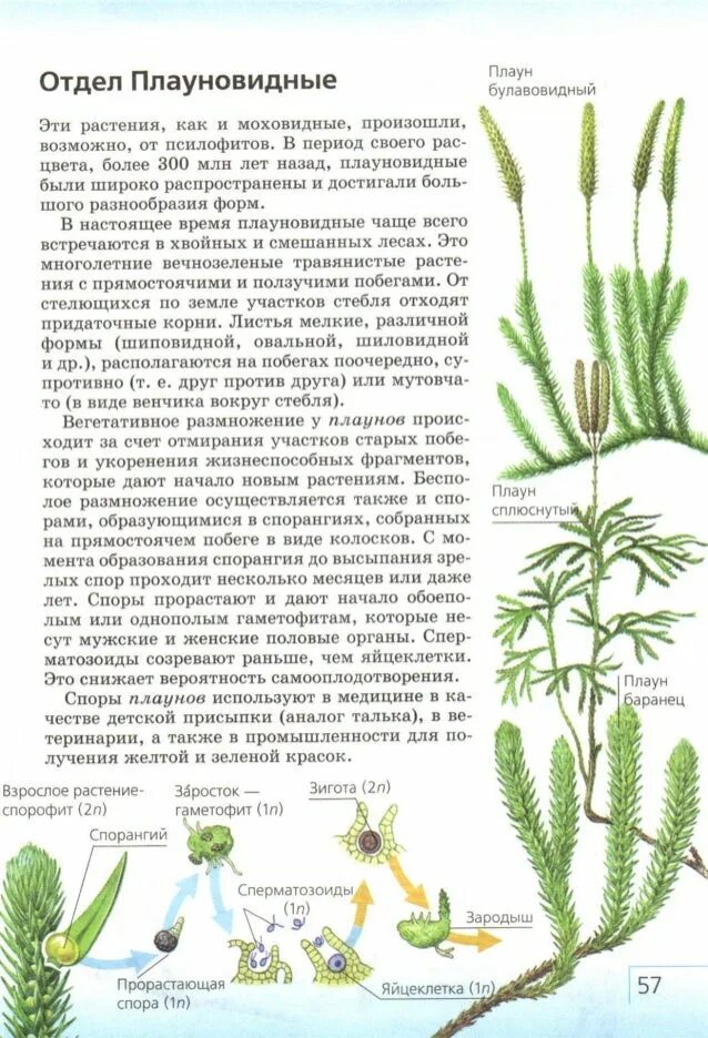 Примеры плауновидных растений