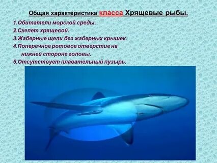 Морская рыба характеристика