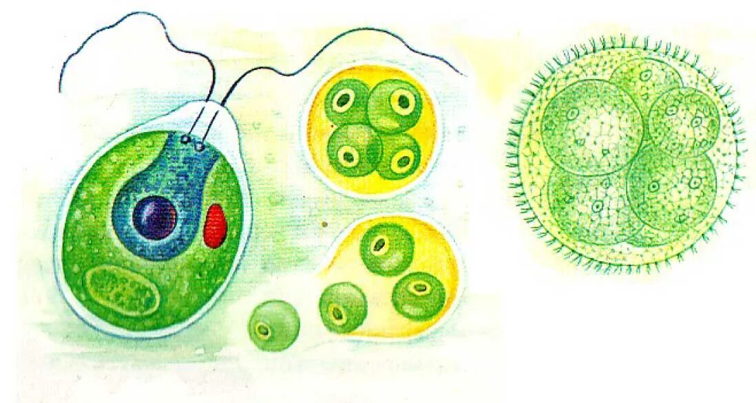 Отдел одноклеточных водорослей. Хламидомонада и хлорелла. Одноклеточная зеленая водоросль хламидомонада. Хламидомонада хлорелла вольвокс. Одноклеточные водоросли хламидомонада и хлорелла.