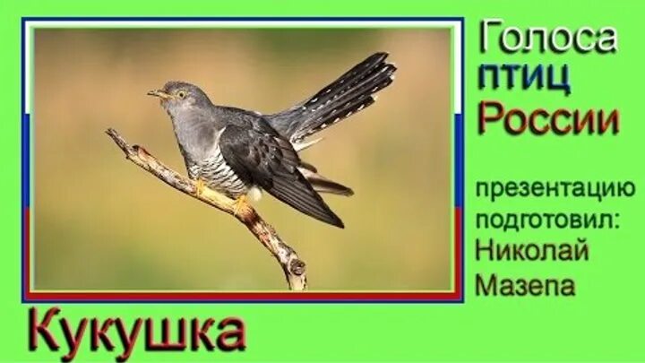 Кукушка степная. Кукушка издает звук. Кукушка звук. Пение кукушки. Обыкновенная кукушка.