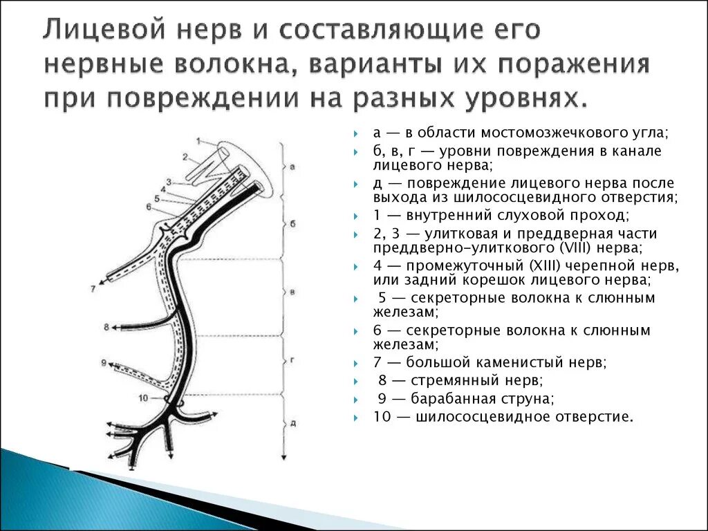 Волокна лицевого нерва. Лицевой нерв неврология схема. Лицевой нерв неврология уровни поражения. Схема поражения лицевого нерва на разных уровнях. Поражение ветвей лицевого нерва.