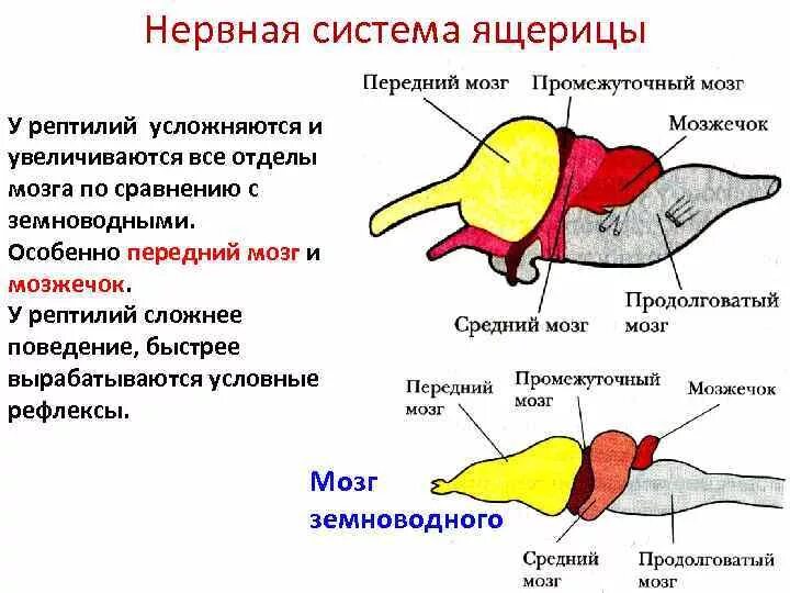 Передний мозг рептилий. Строение головного мозга пресмыкающиеся. Строение и функции нервной системы рептилий. Нервная система рептилии 7 класс биология. Головные отделы головного мозга ящерицы.