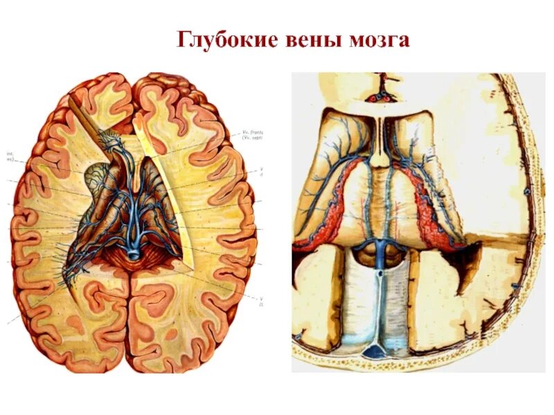 Верхние вены мозга. Вена Розенталя анатомия.