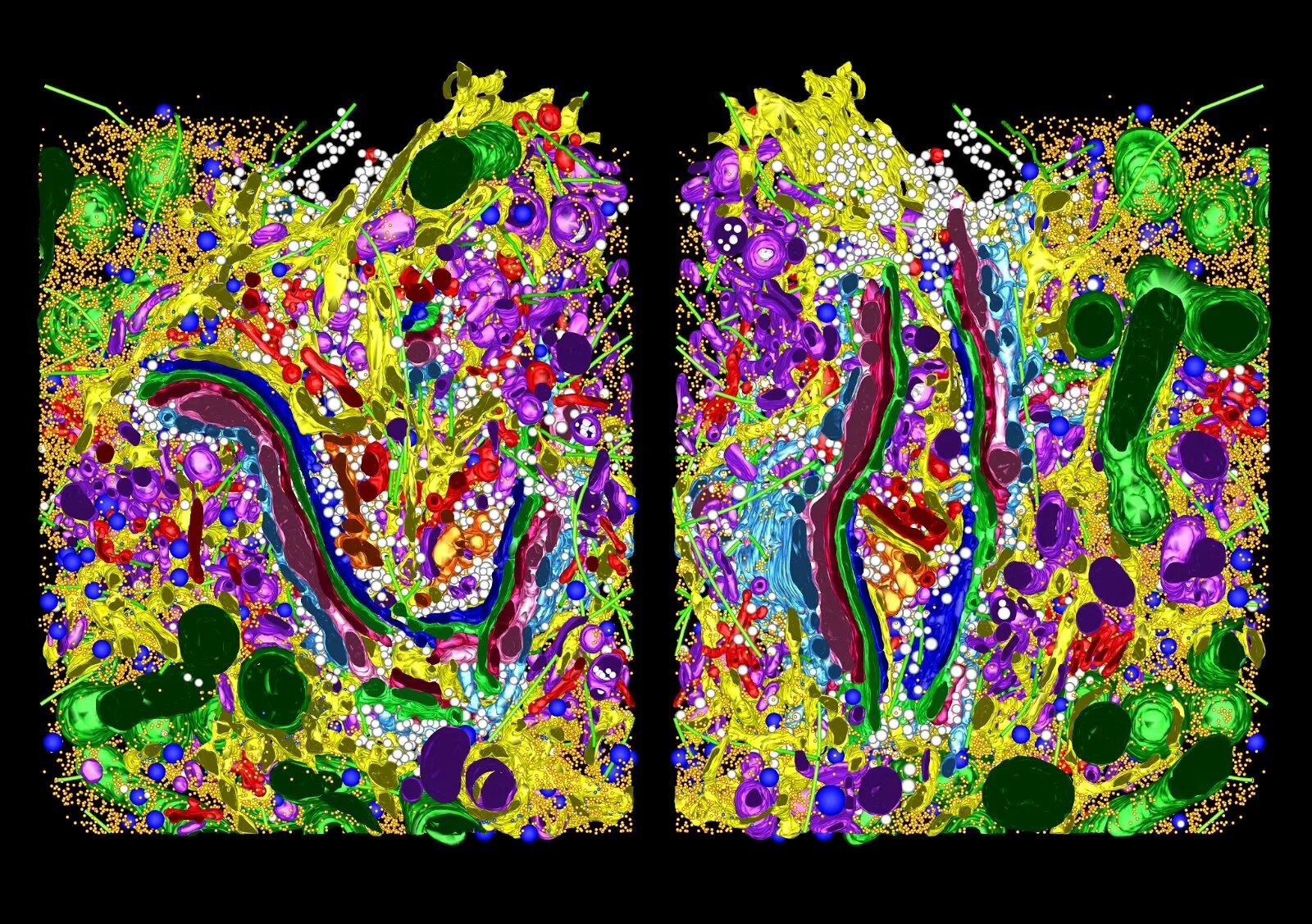 Cell mapping