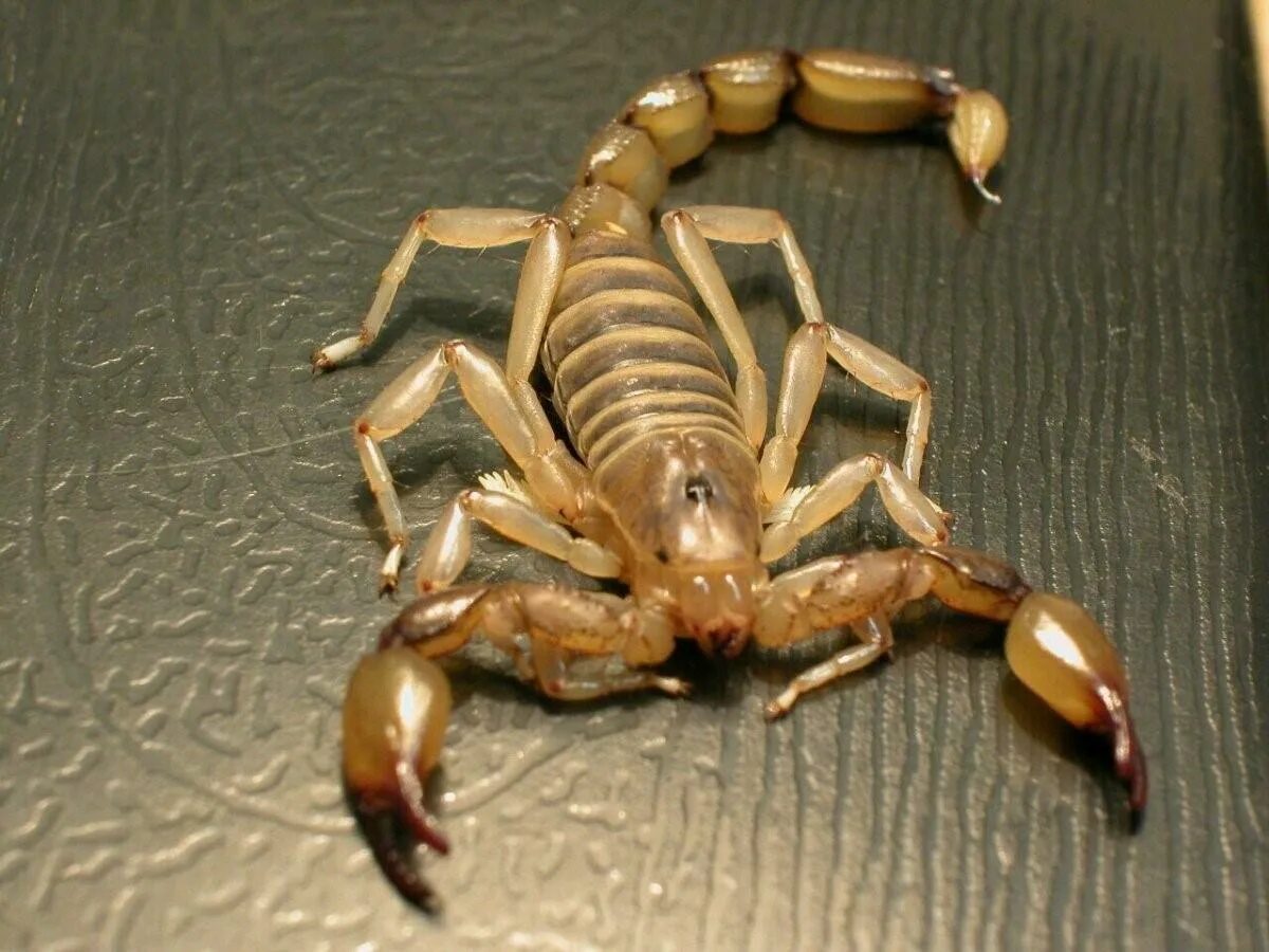 Какие люди скорпионы