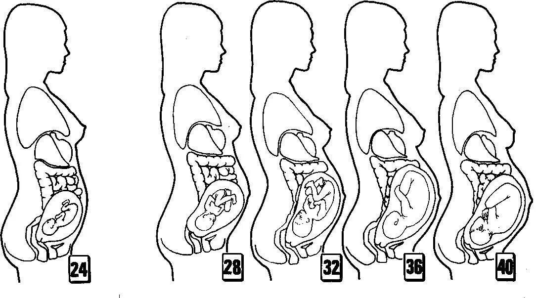 Позы при беременности. Строение живота при беременности 2 триместр. Расположение ребенка в 3 триместре. Позы для первого триместра. Расположение органов при беременности 2 триместр.