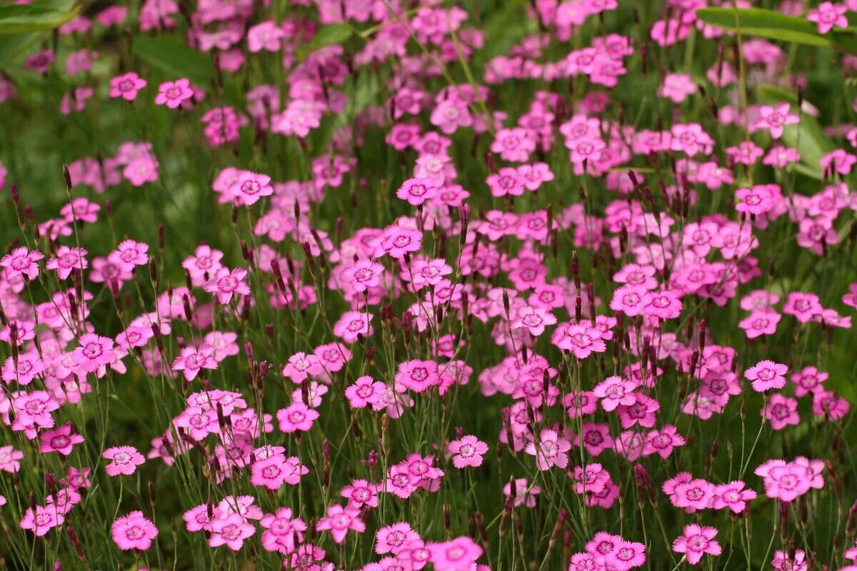 Почвопокровные гвоздики. Гвоздика травянка (Dianthus deltoides). Гвоздика травянка (Diánthus deltoídes). Гвоздика травянка Самос. Гвоздика травянка многолетняя.