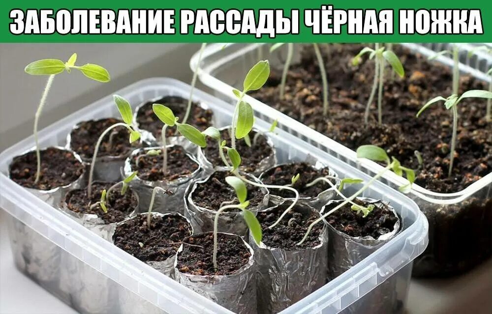 Перец падает что делать
