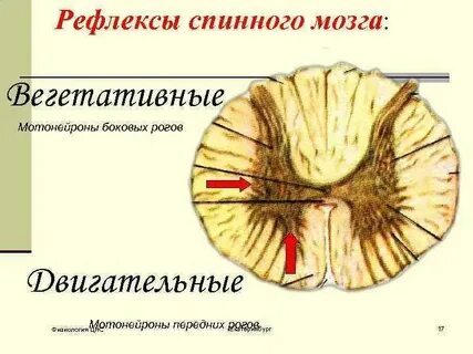 Типы серого вещества