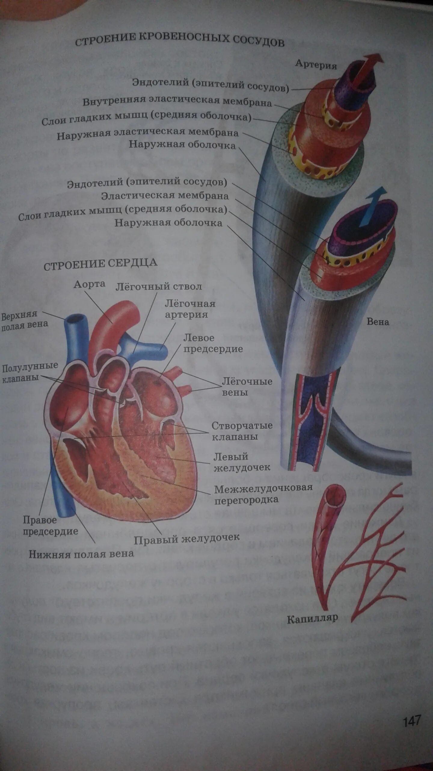Строение кровеносных сосудов. Строение кровеносных сосудов 8 класс. Внутреннее строение кровеносных сосудов. Строение кровеносных сосудов таблица. Биология 8 класс шарова