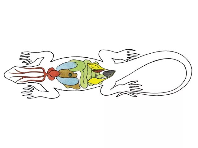 Строение ящерицы 1. Внутреннее строение ящерицы. Пищеварительная система рептилий. Пищеварение ящерицы. Внутреннее строение ящерицы без подписей.