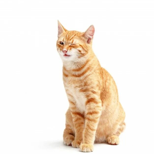 Кот стоит на белом фоне. Рыжий кот. рыжий котик. кот на белом фоне. рыжий кот на белом фоне.