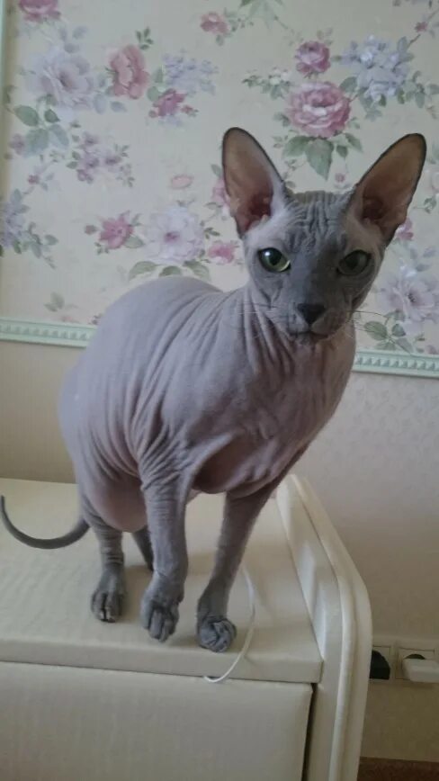 сфинкс кошка скрещенная с. донской ориентальный сфинкс. сфинкс скрещенный с обычной кошкой. кошка сфинкс помесь. ликои рекс.
