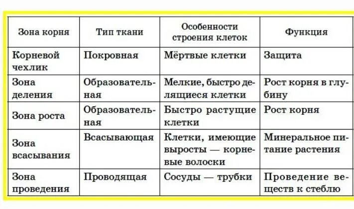 Биология 6 класс таблица корни