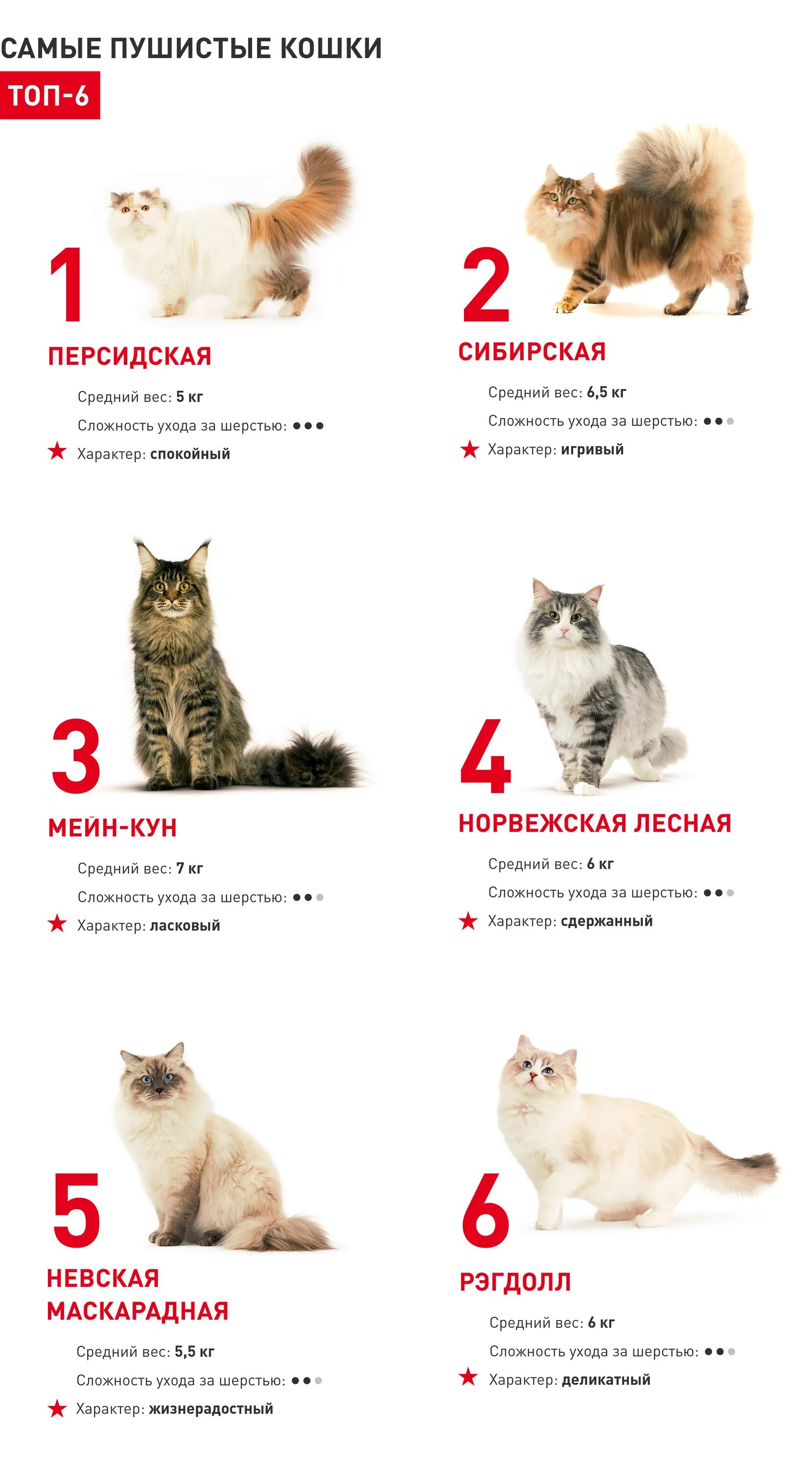 Средний размер кошки. Средний вес кошки. Средний вес кошки домашней. Вес обычной кошки. Средняя масса кошки.