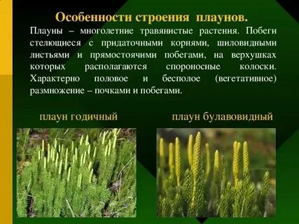 Споровые растения хвощи плауны папоротники