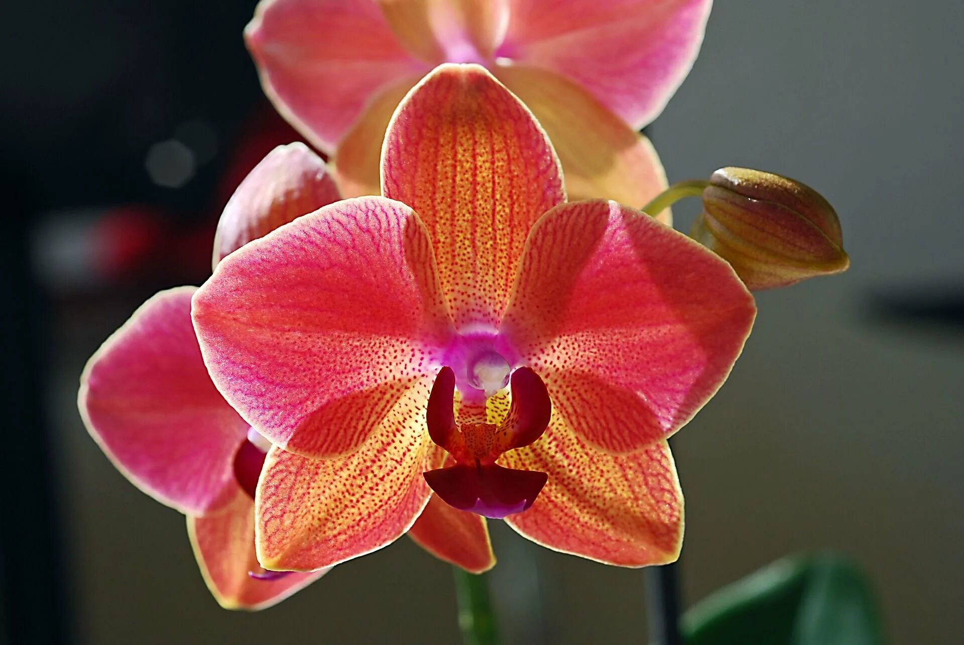 Красно желтая орхидея