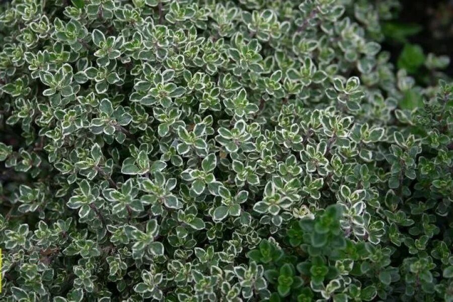 Тимьян silver queen. Тимьян лимоннопахнущий silver queen (сильвер куин). Тимьян королев. Тимьян королев. Тимьян лимоннопахнущий сильвер куин.