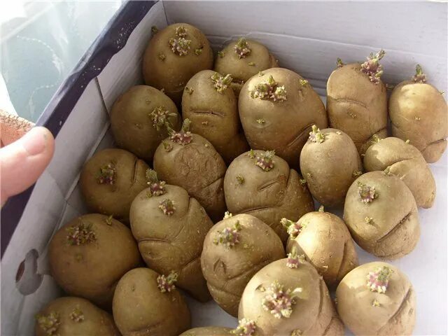 Картофель сорт жуковский. Сорт картофеля жуковский. картофель семенной жуковский ранний. картофель рамос. семенной картофель метеор.