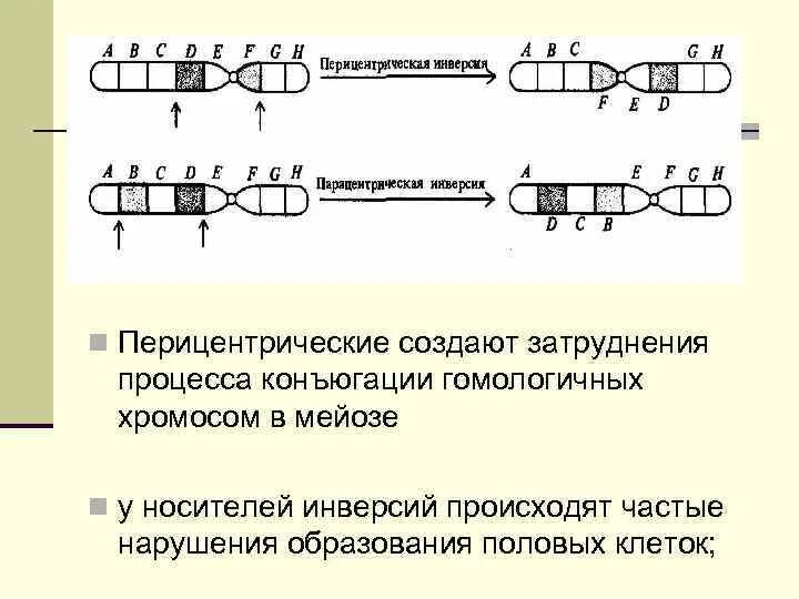 Процесс обмена участками между гомологичными хромосомами. Перицентрическая инверсия хромосомы. Конъюгация это в биологии. Конъюгация гомологичных хромосом. Конъюгация половых хромосом.
