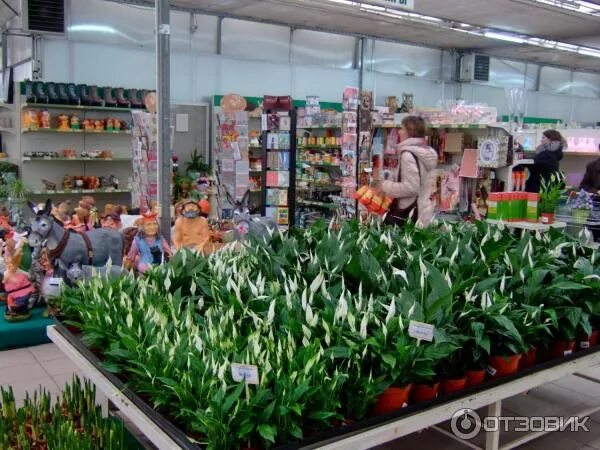 Измайловский совхоз декоративного садоводства 16 парковая. Садовый центр измайловский на 16 парковой. Измайловский совхоз декоративного садоводства 16 парковая. 16 парковая садовый. Совхоз измайловский на 16 парковой.