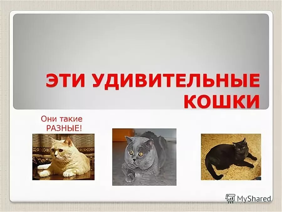 Исследовательский проект про кошек Проект кошек 1 класс