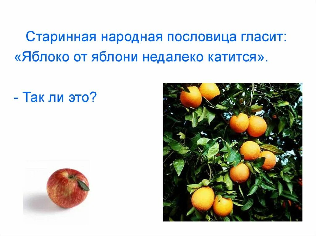 Яблоко от яблони недалеко. Пословица яблоко от яблони недалеко падает. Поговорка яблоко от яблони недалеко падает. Пословица яблоко от яблони. Яблоня от яблони далеко не падает