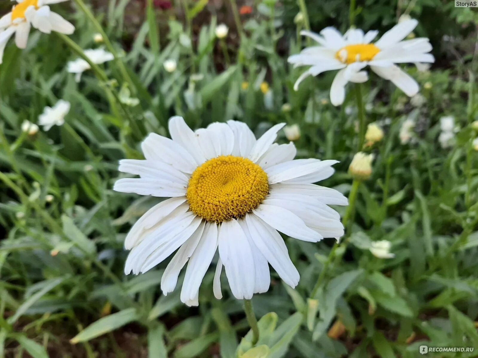 Леукантемум Аляска. Нивяник обыкновенный. Нивяник обыкновенный Leucanthemum vulgare. Леукантемум болотный снежок.