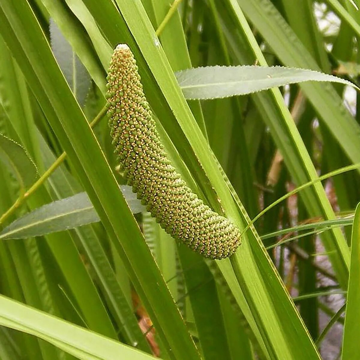 АИР болотный (Acorus Calamus). АИР обыкновенный - Acorus Calamus. Акорус Каламус. АИР болотный соцветие. День аир