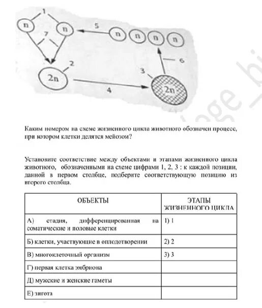 Жизненные циклы растений егэ биология схемы. Цикл развития лягушки 3 класс. Схема жизненного цикла животного егэ. Жизненный цикл организма. Цикл широкого лентеца егэ.