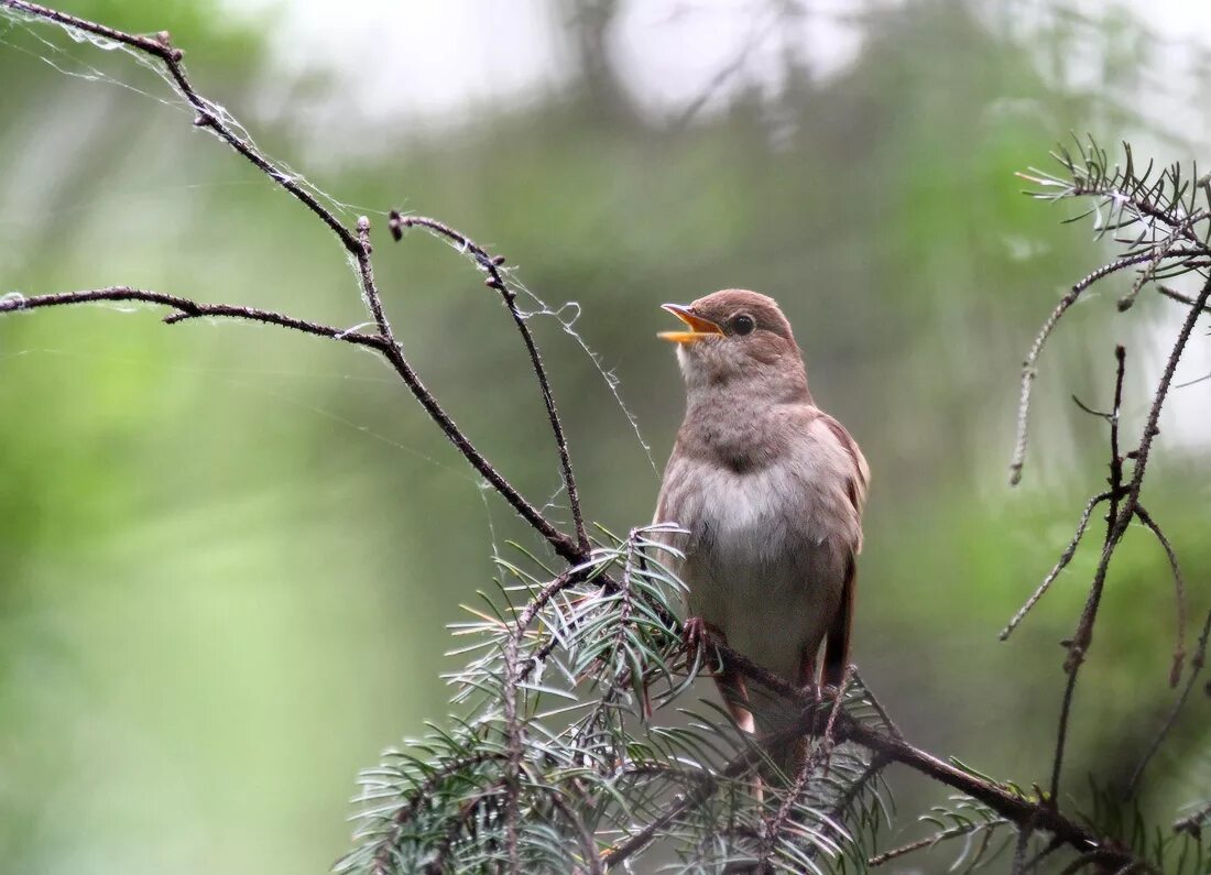 Пение соловья в весеннем лесу пение птиц