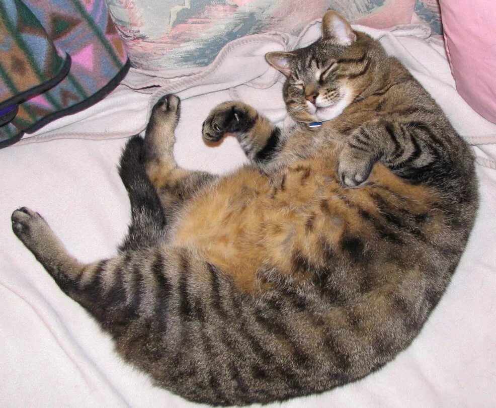 Полна киса. Толстый кот. Толстый полосатый кот.